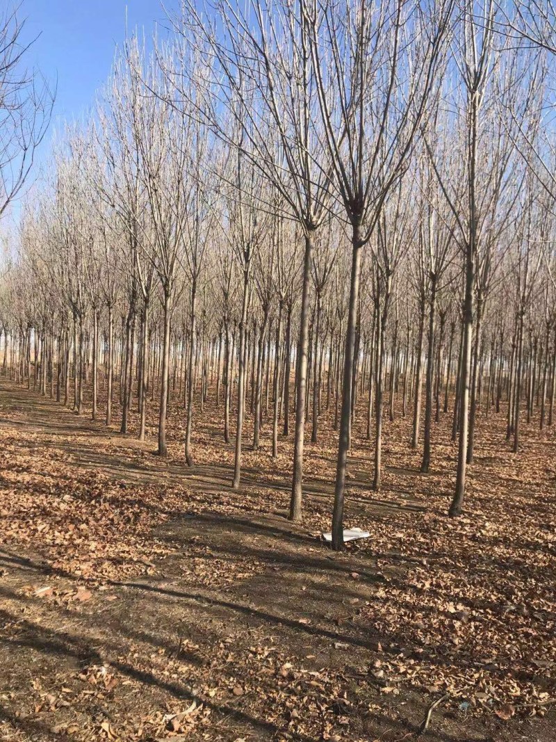 白蜡树白蜡杆树【速生白蜡树对节白蜡大规格白蜡】产地批发