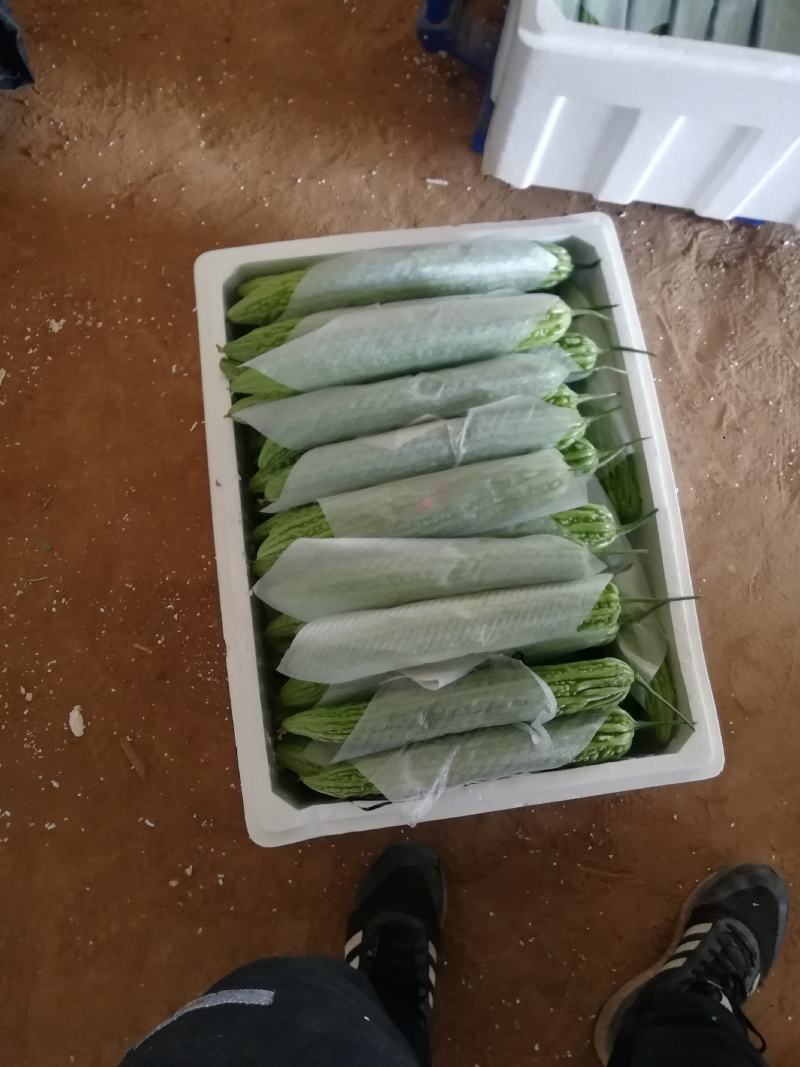 精品苦瓜大量上市，货源稳定，个头均匀，欢迎老板下单