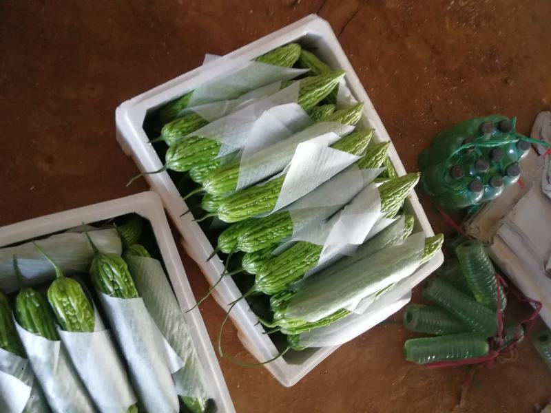 精品苦瓜大量上市，货源稳定，个头均匀，欢迎老板下单
