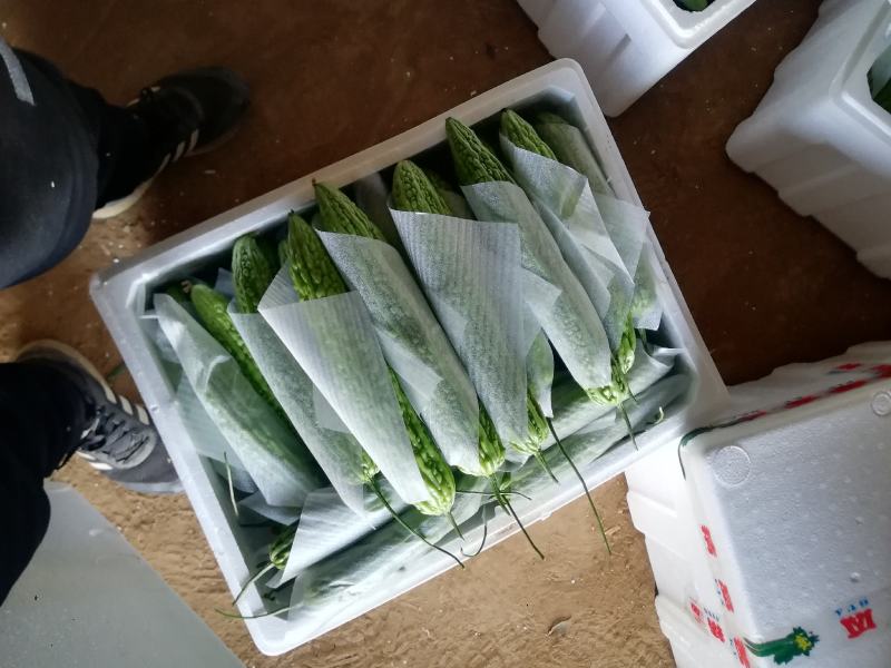 精品苦瓜大量上市，货源稳定，个头均匀，欢迎老板下单