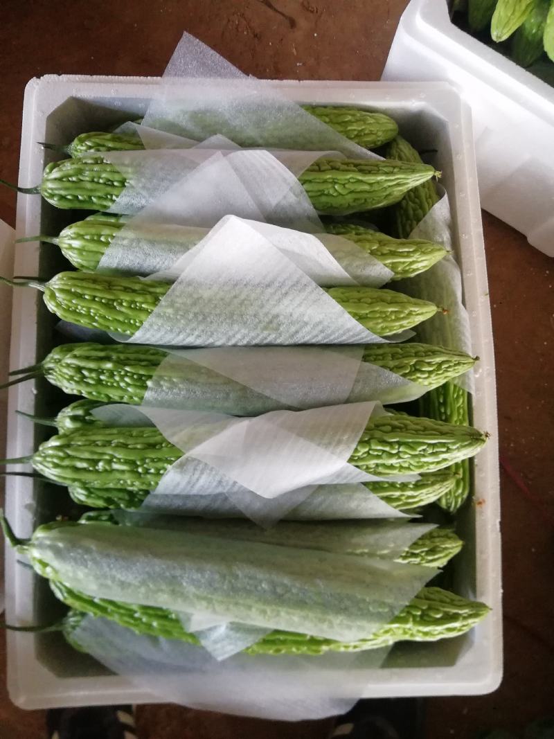 精品苦瓜大量上市，货源稳定，个头均匀，欢迎老板下单