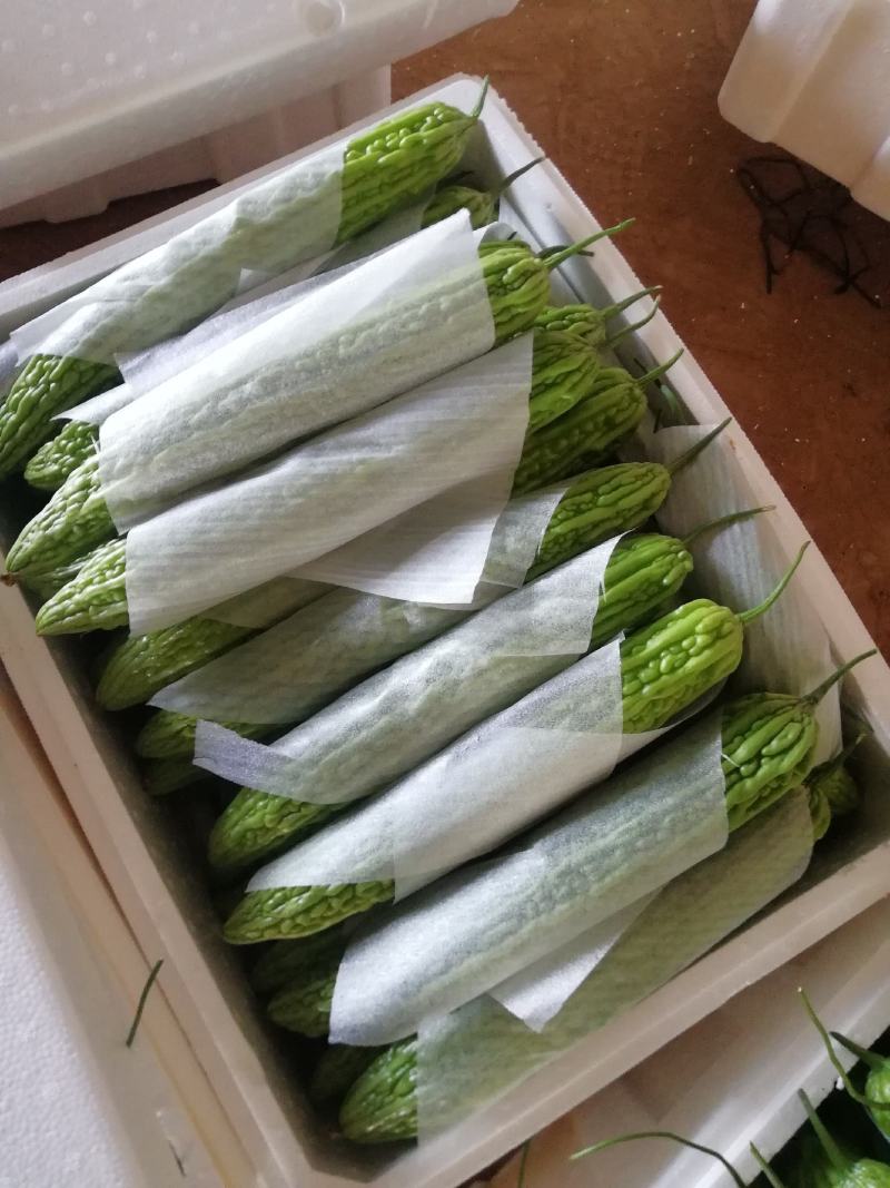 精品苦瓜大量上市，货源稳定，个头均匀，欢迎老板下单