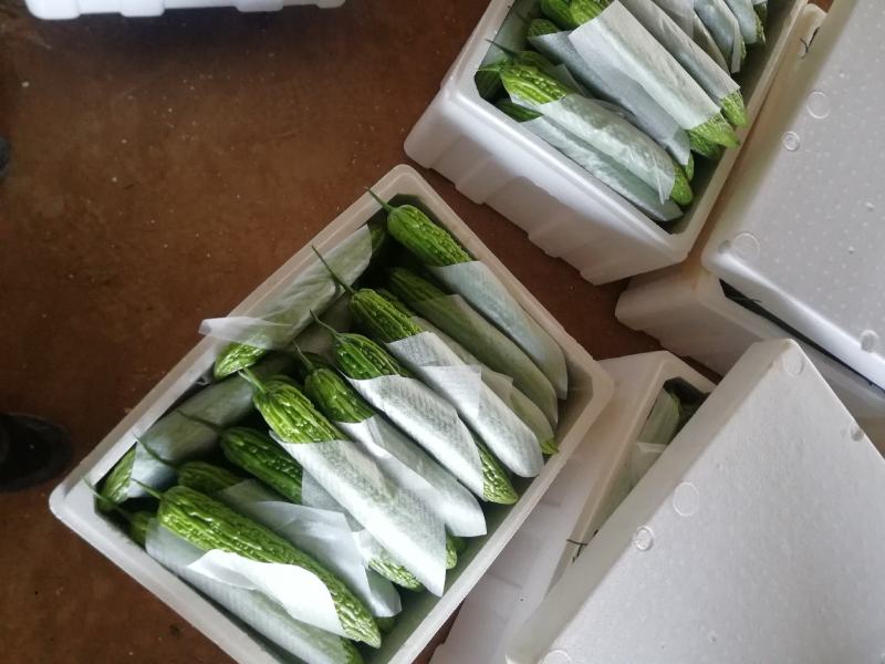 精品苦瓜大量上市，货源稳定，个头均匀，欢迎老板下单