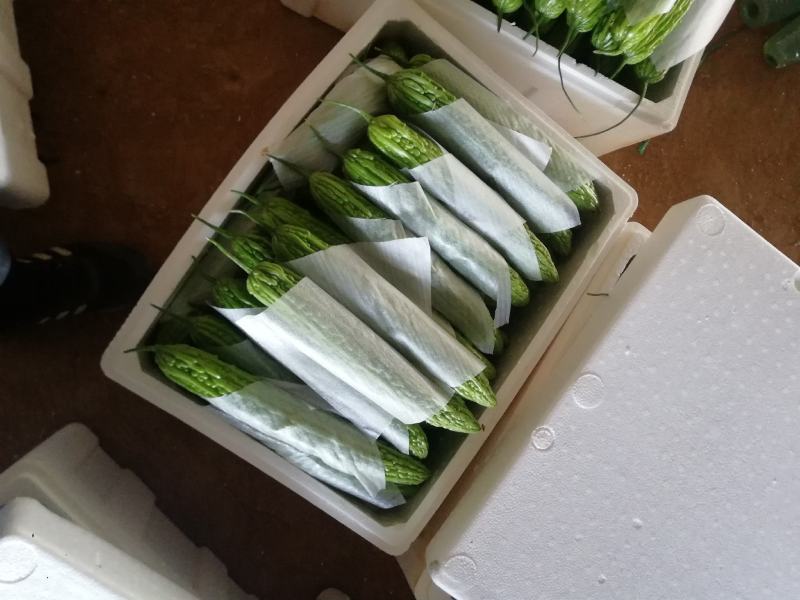 精品苦瓜大量上市，货源稳定，个头均匀，欢迎老板下单