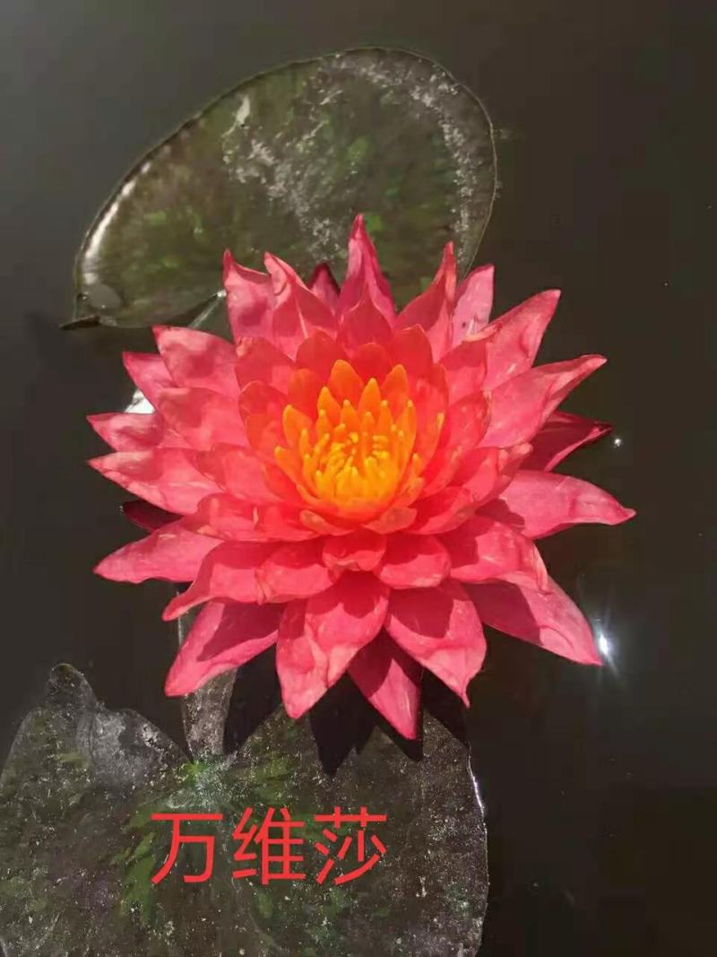 永信睡莲种苗保质保量签合同保成活欢迎咨询