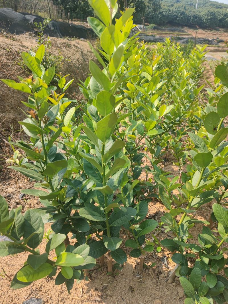 柠檬苗台湾香水柠檬苗无核柠檬苗广东香水柠檬苗青柠檬树苗