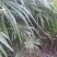 绿化树棕榈树10棵起批发