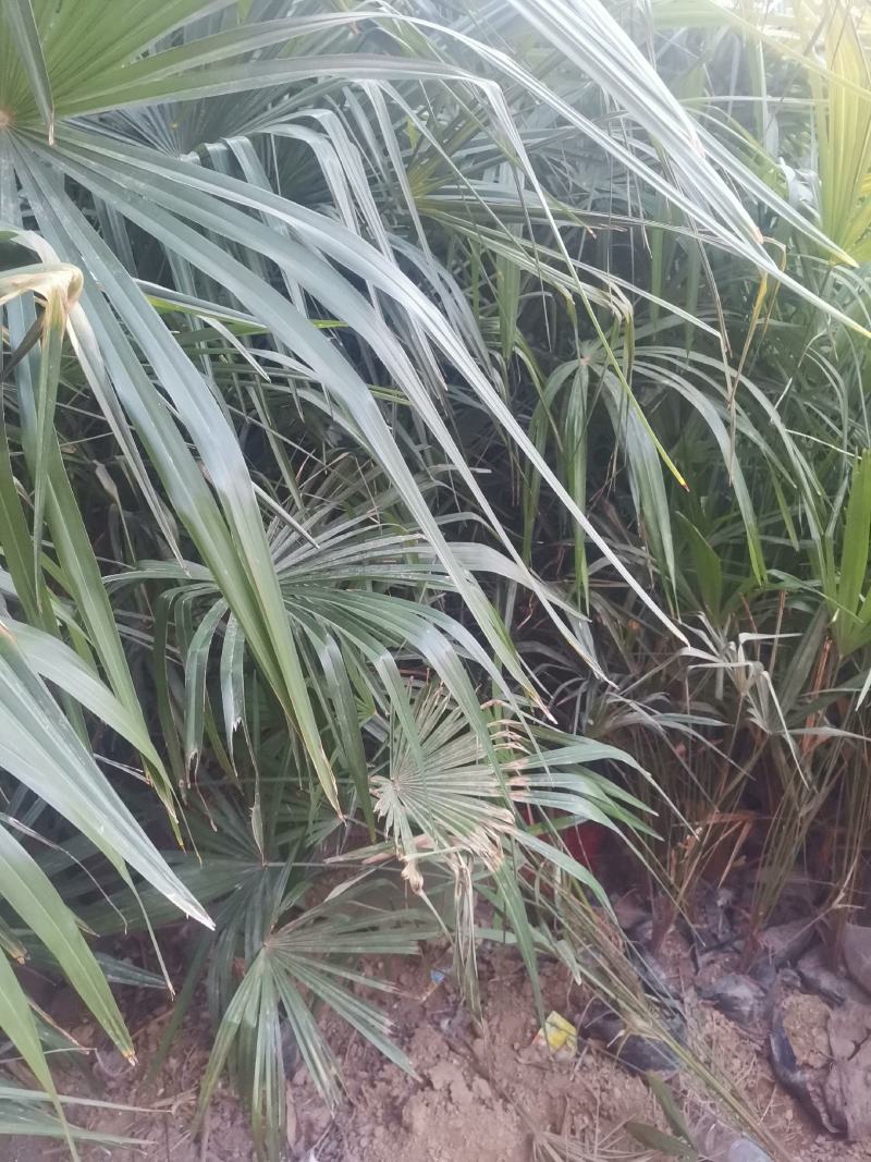 绿化树棕榈树10棵起批发