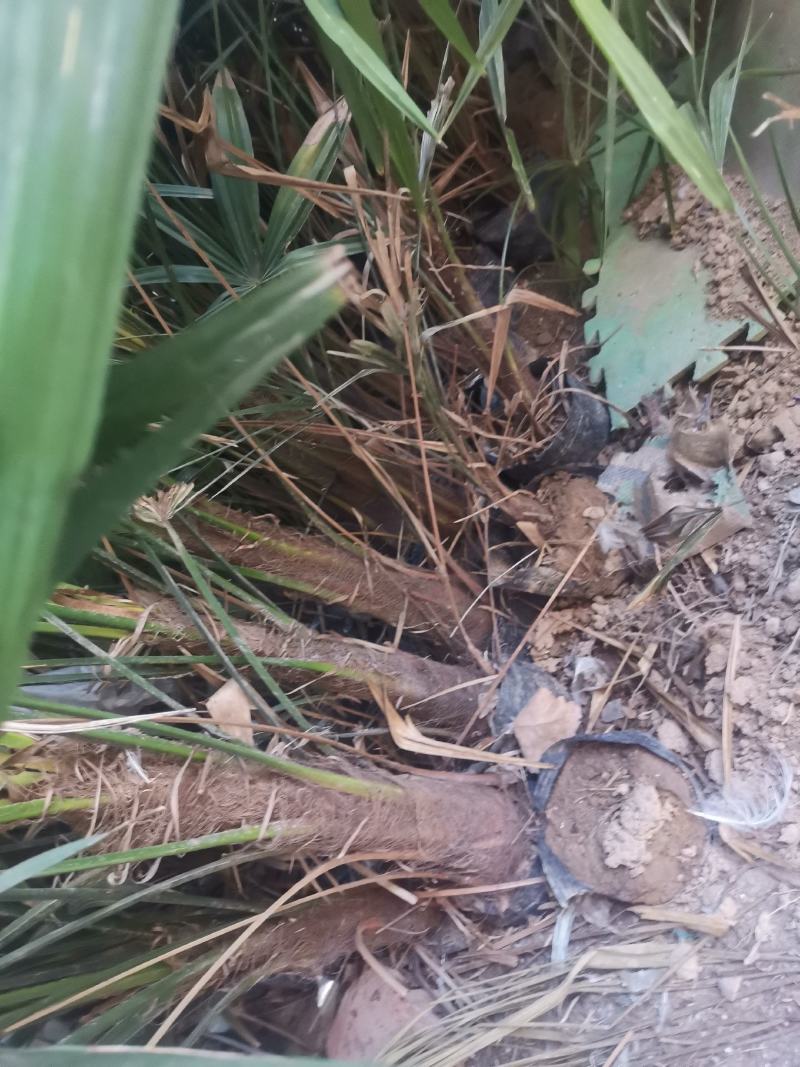 绿化树棕榈树10棵起批发