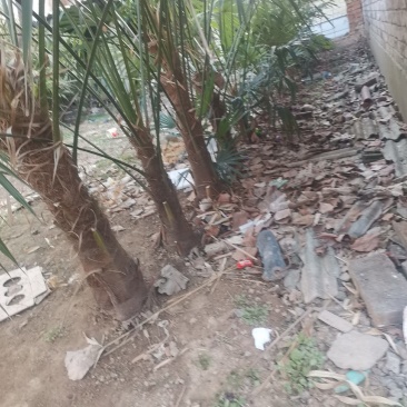 绿化树棕榈树10棵起批发