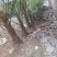 绿化树棕榈树10棵起批发