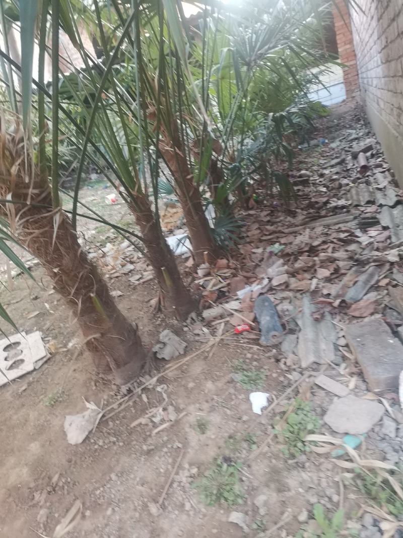 绿化树棕榈树10棵起批发