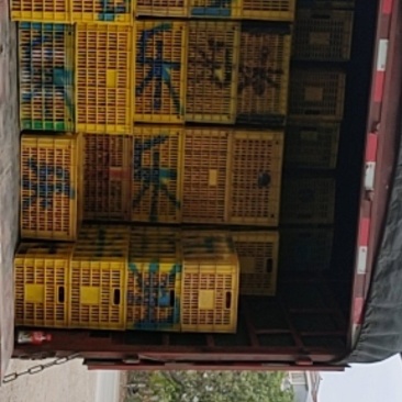 圣女果牛眼每天几万斤批量上市