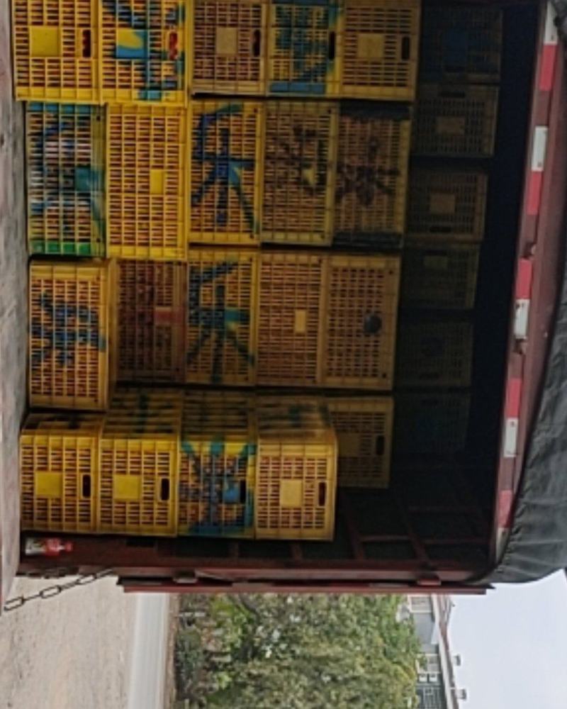 圣女果牛眼每天几万斤批量上市
