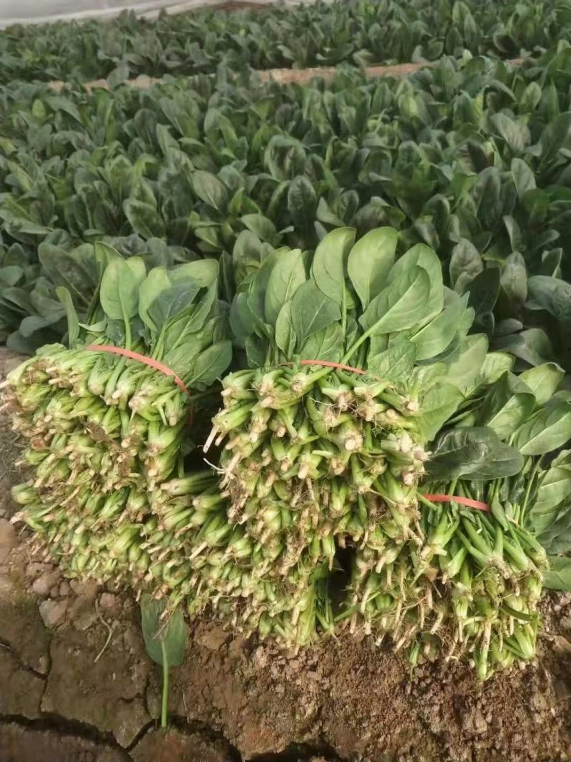 潍坊菠菜，大棚菠菜，茼蒿菜，甘蓝产地批发