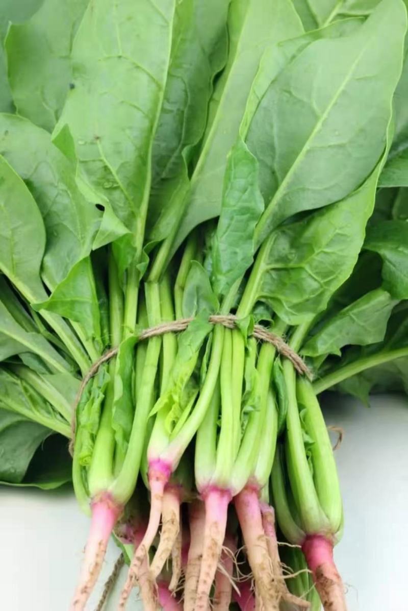 潍坊菠菜，大棚菠菜，茼蒿菜，甘蓝产地批发