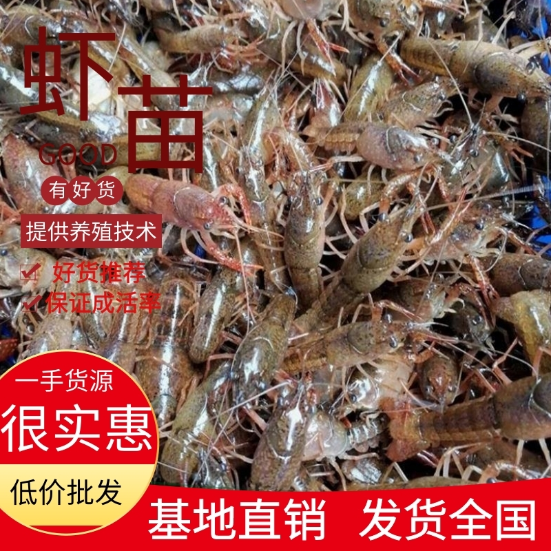 【优质】小龙虾种苗大量供应，产地直销，可提供技术指导