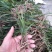 兰草花，春剑，春兰，