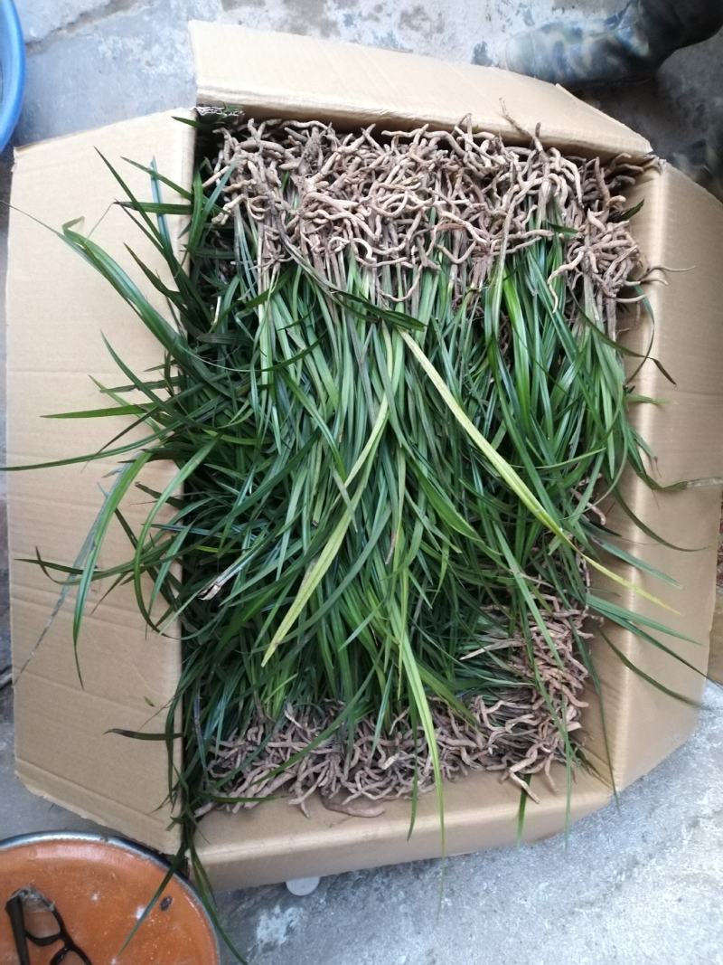 兰草花，春剑，春兰，