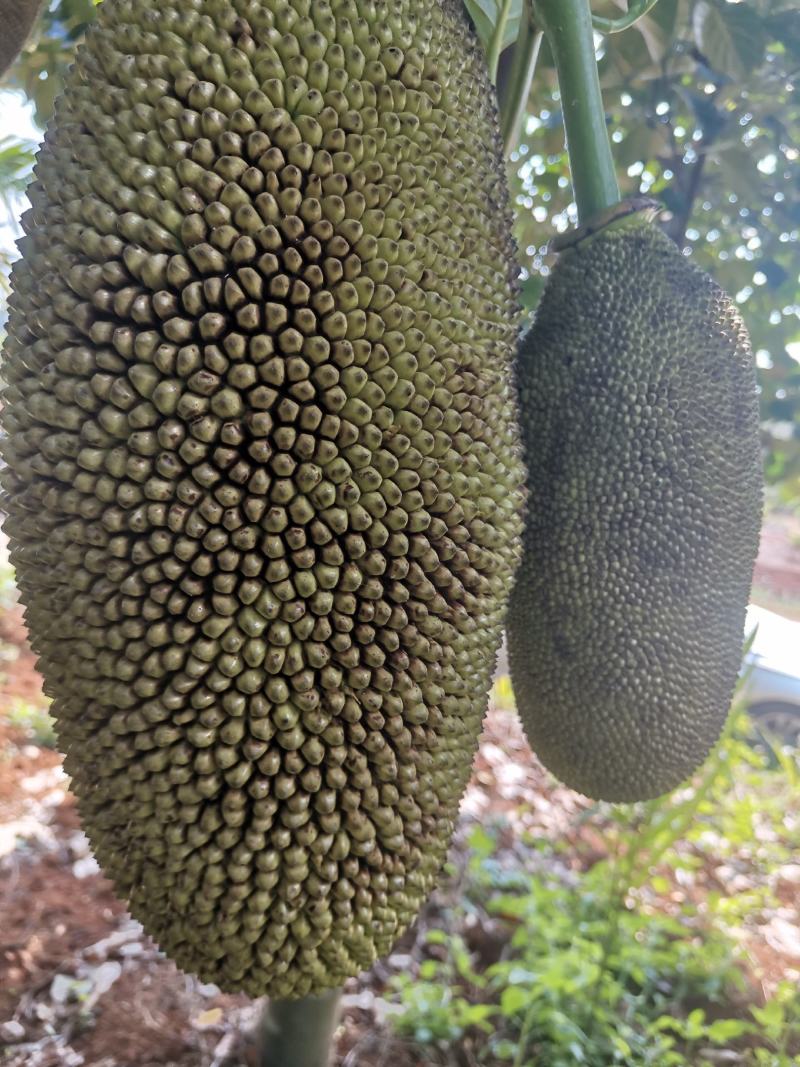 菠萝蜜菠萝蜜新鲜菠萝蜜