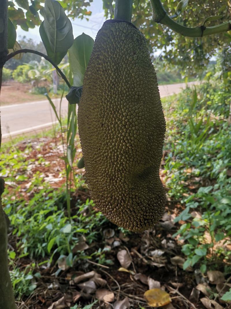 菠萝蜜菠萝蜜新鲜菠萝蜜