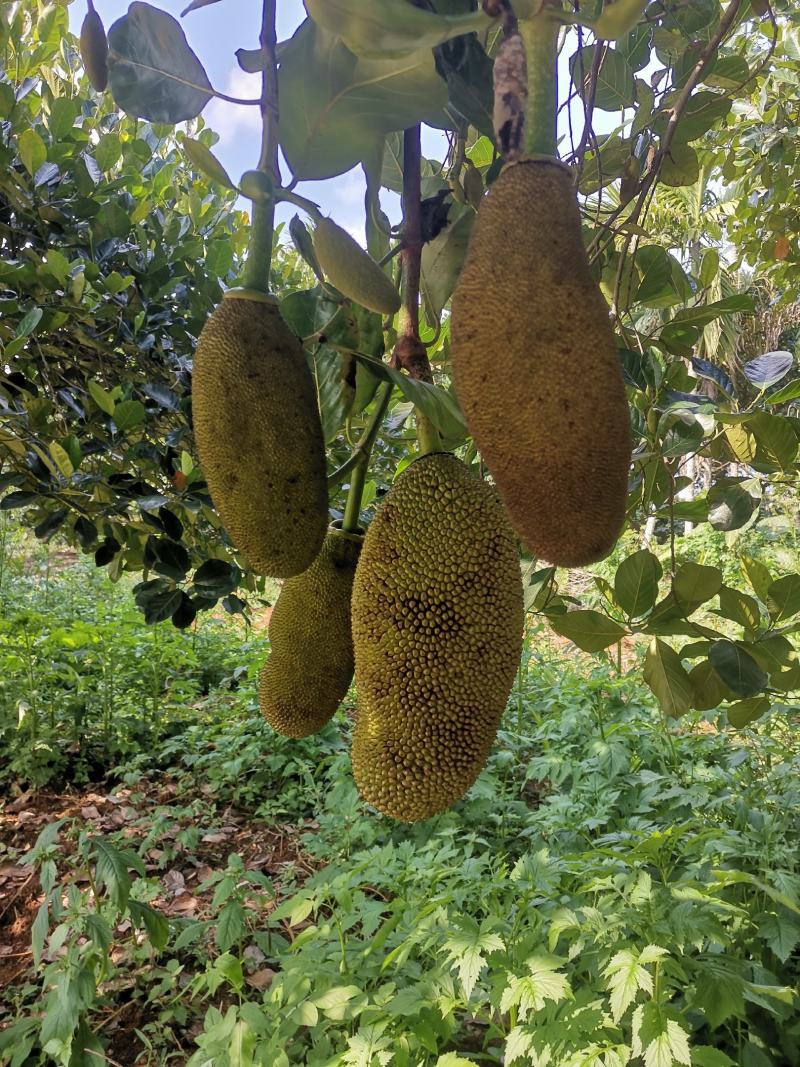 菠萝蜜菠萝蜜新鲜菠萝蜜