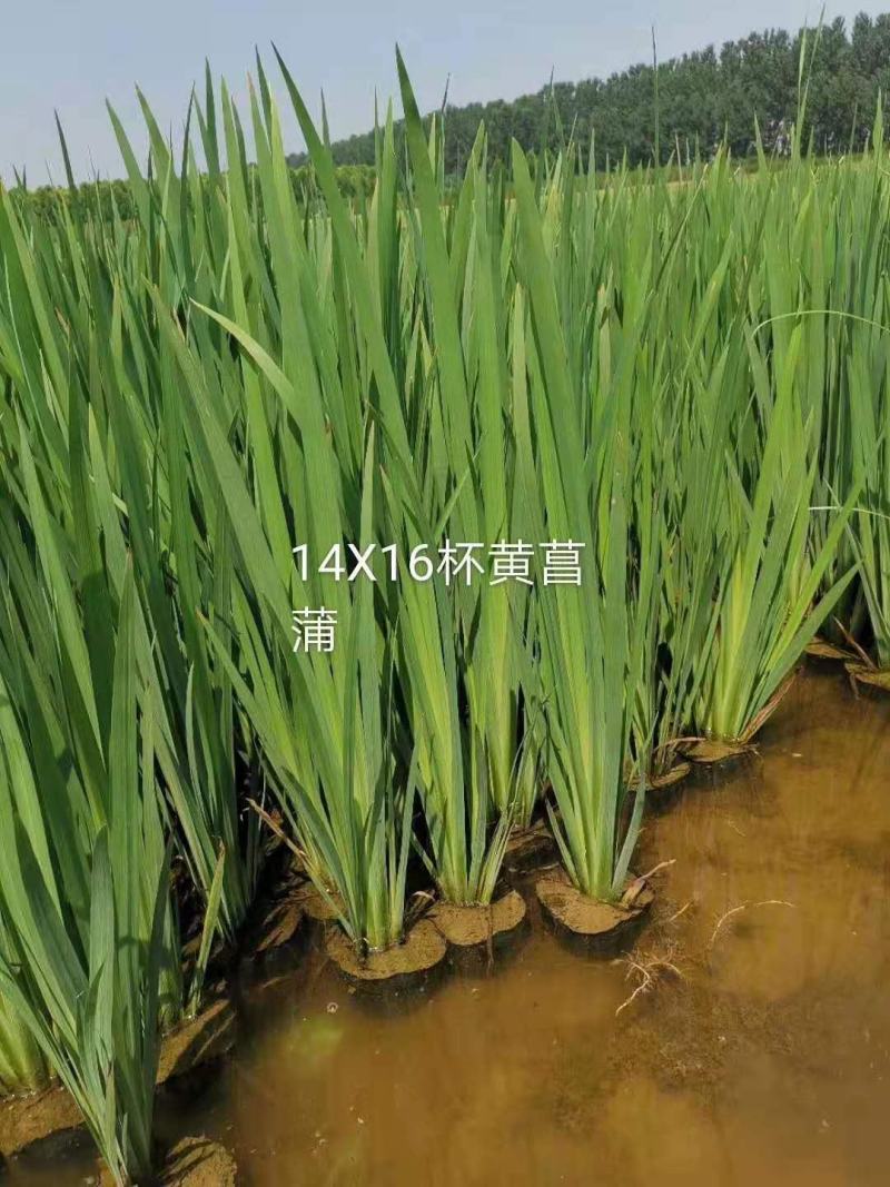 黄菖蒲基地直销欢迎咨询选择绿景水生为您服务