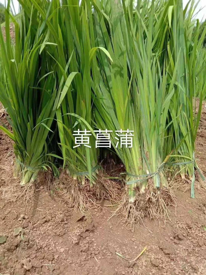 黄菖蒲基地直销欢迎咨询选择绿景水生为您服务