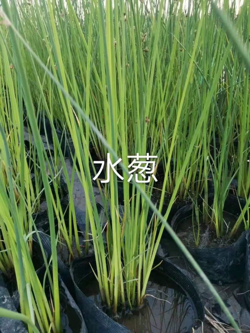 绿景水生植物水葱基地绿化工程用苗欢迎咨询