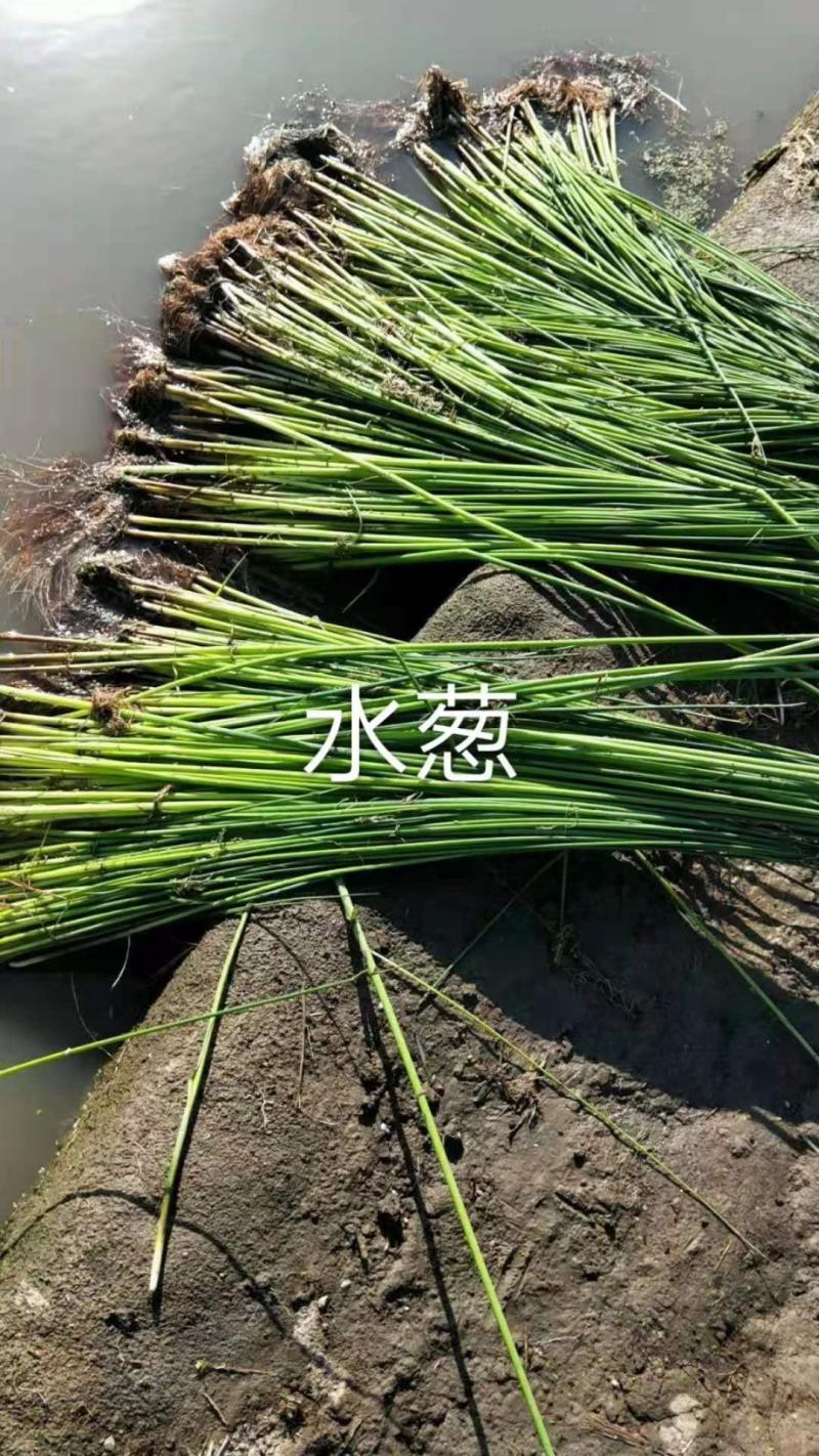 绿景水生植物水葱基地绿化工程用苗欢迎咨询