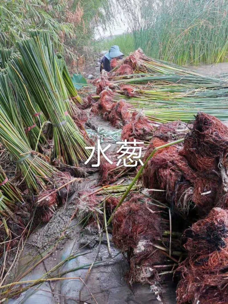 绿景水生植物水葱基地绿化工程用苗欢迎咨询