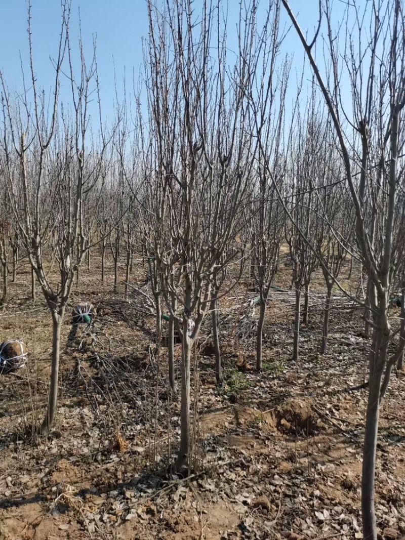 西府海棠海棠3-10公分精品苗一级货需要联系
