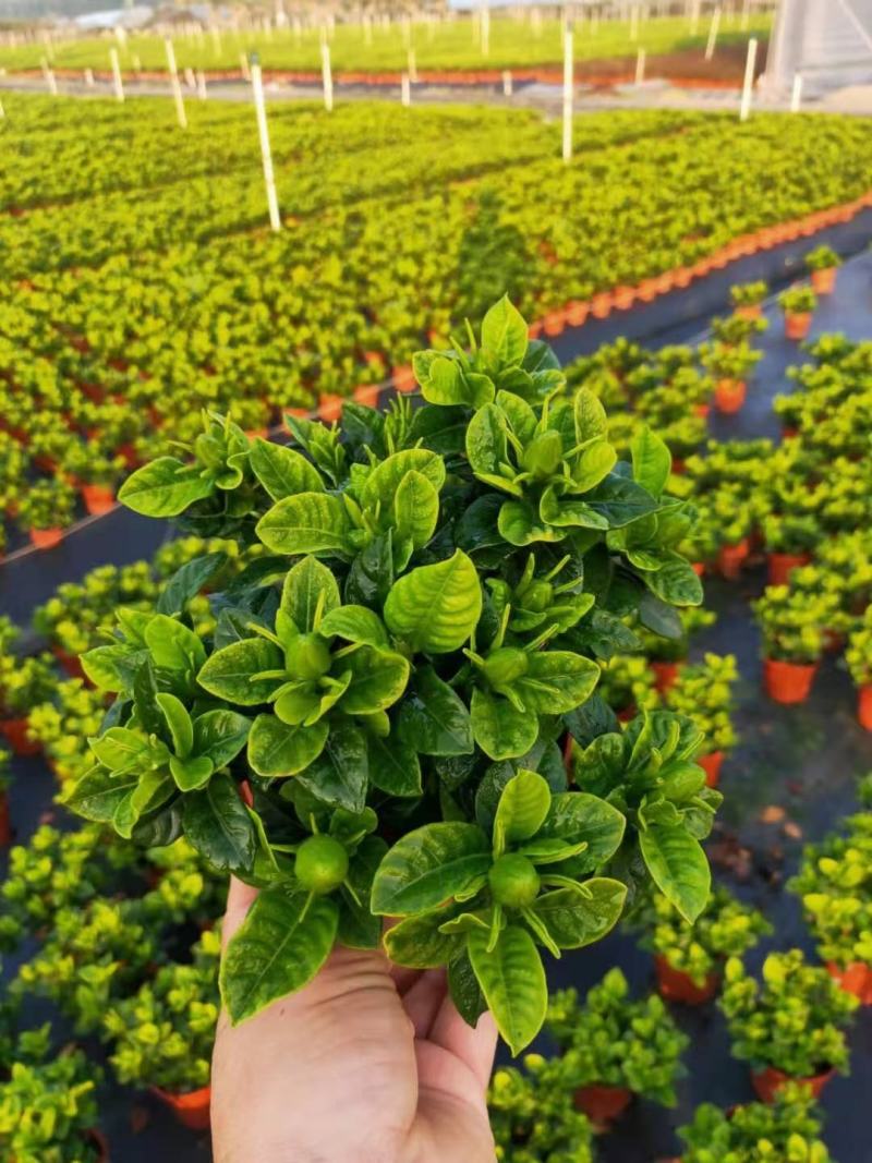 茶梅苗/茶花苗/茶花苗/茶梅苗/全国发货包邮