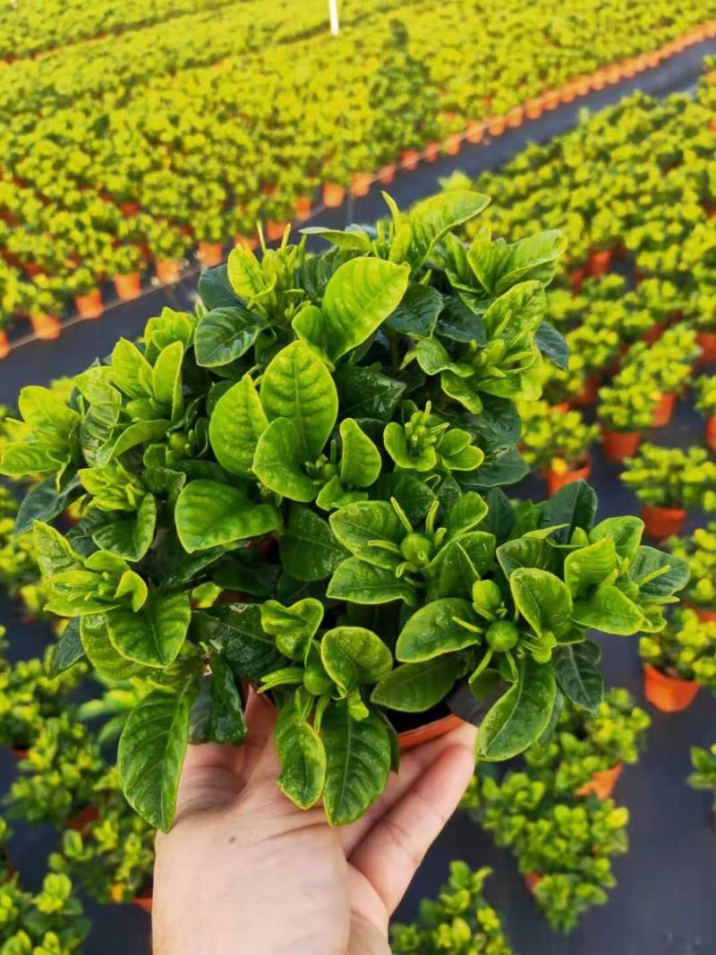 茶梅苗/茶花苗/茶花苗/茶梅苗/全国发货包邮