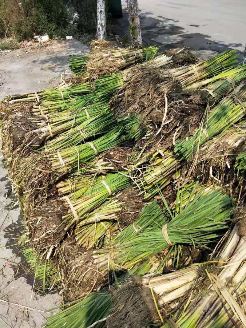 绿景水生香蒲基地直销保质保量欢迎新老客户咨询