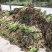 绿景水生香蒲基地直销保质保量欢迎新老客户咨询