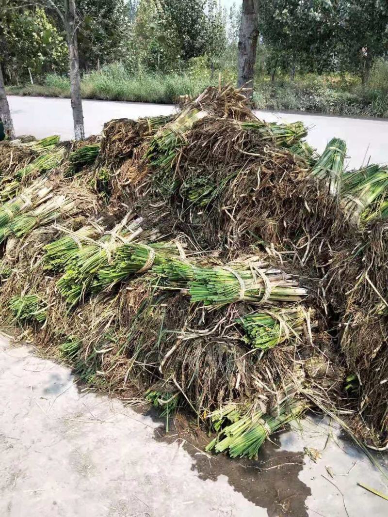 绿景水生香蒲基地直销保质保量欢迎新老客户咨询