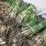 绿景水生香蒲基地直销保质保量欢迎新老客户咨询
