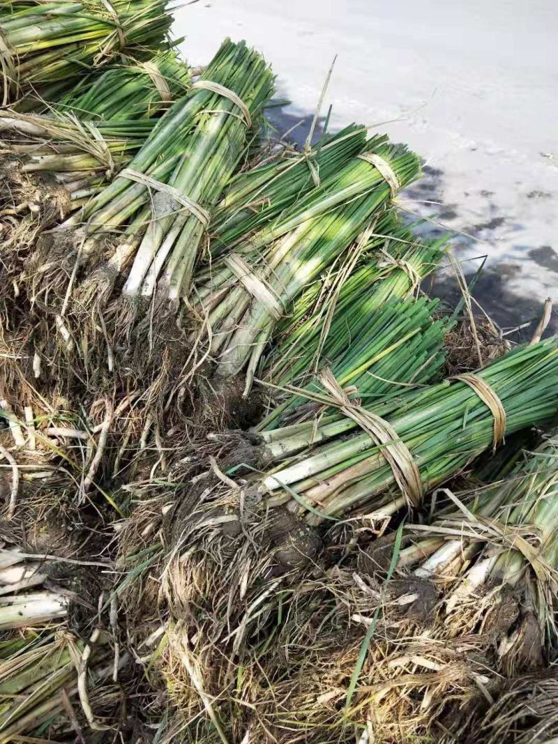 绿景水生香蒲基地直销保质保量欢迎新老客户咨询