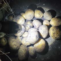 1到3小货，需要老板随时下单，级别高，皮色好看，各种种类