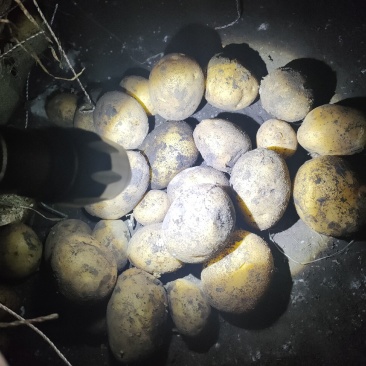 1到3小货，需要老板随时下单，级别高，皮色好看，各种种类
