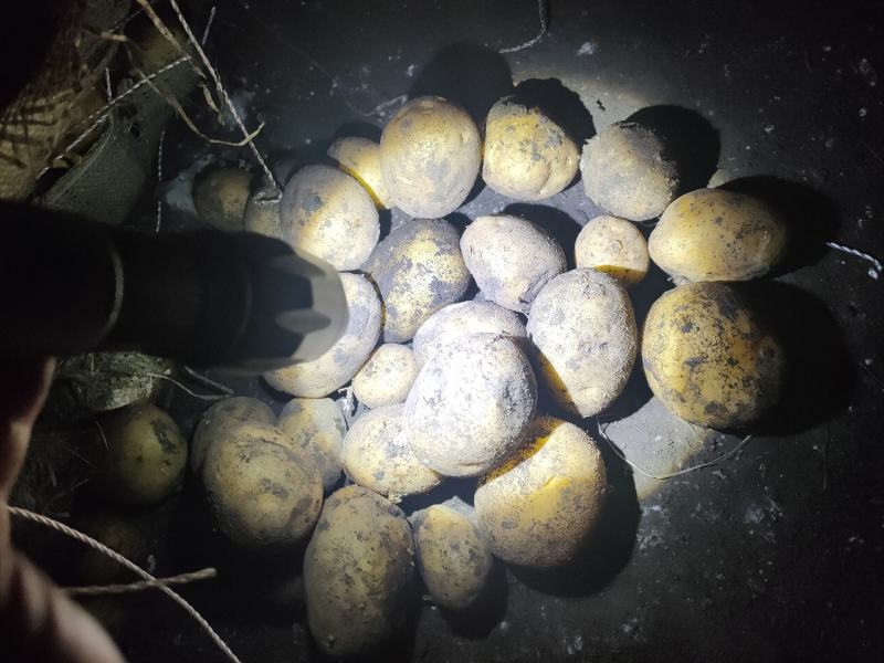 1到3小货，需要老板随时下单，级别高，皮色好看，各种种类