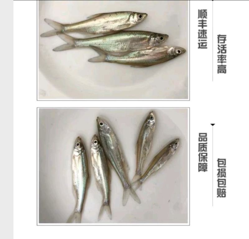 翘嘴红鲌翘壳大白鱼可送货上门保质保量【500尾起】