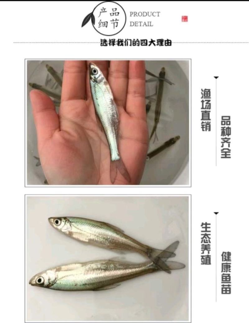 翘嘴红鲌翘壳大白鱼可送货上门保质保量【500尾起】