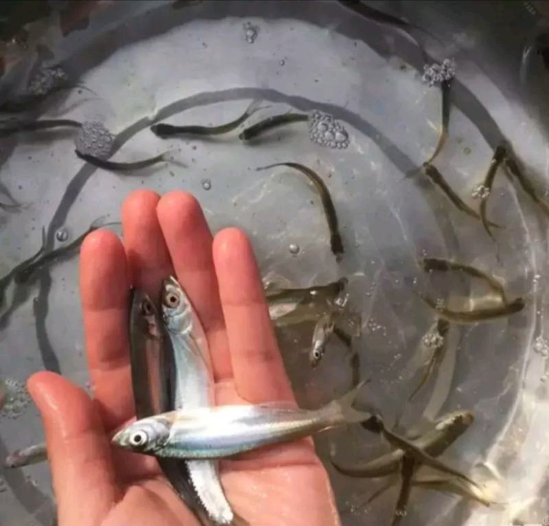 翘嘴红鲌翘壳大白鱼可送货上门保质保量【500尾起】