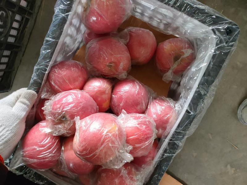 冰糖心红富士苹果大量现货8个品种22个系列总有一款适合你