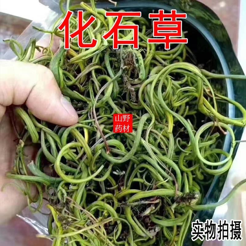 500g包邮老挝野生中草药化石草肾精草