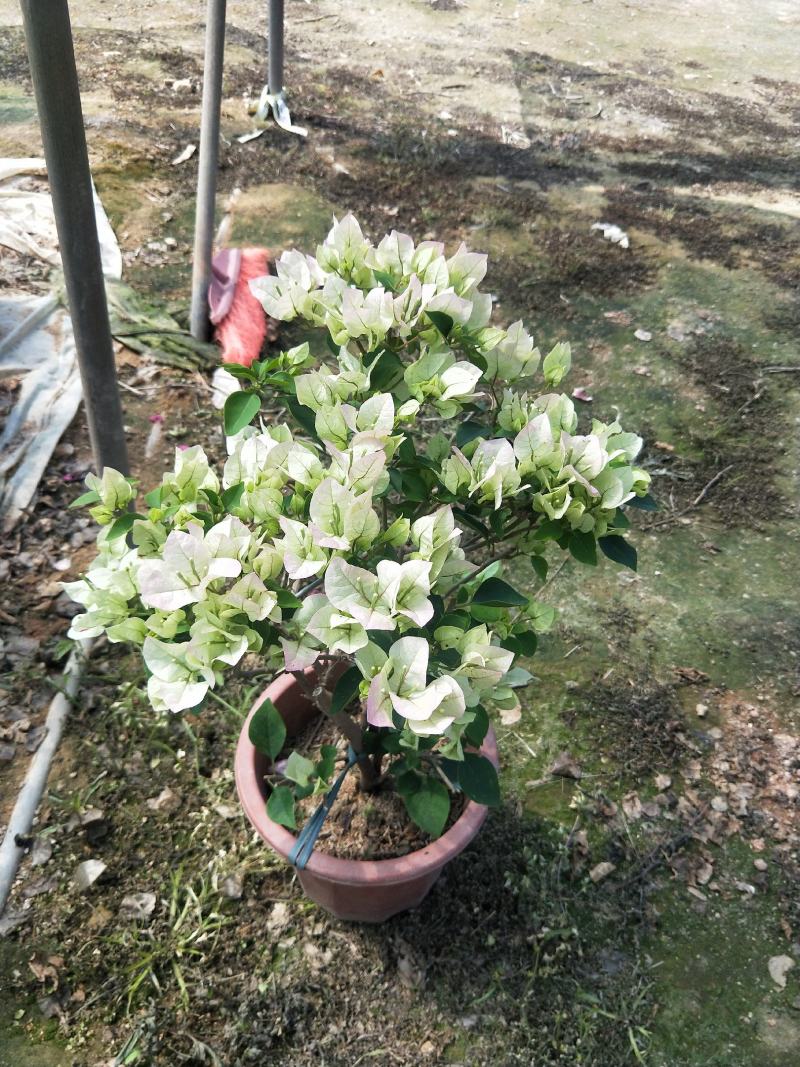 绿樱三角梅，长期供应，基地直销，，，，，，，，，，，，