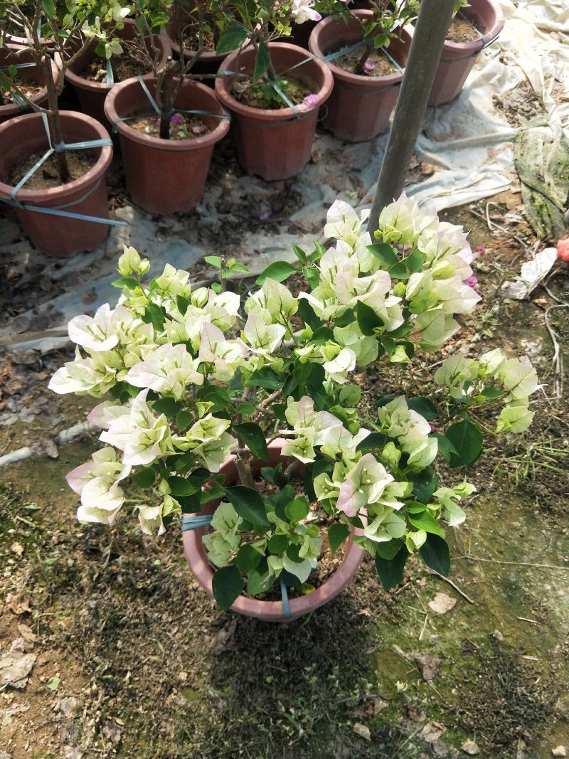 绿樱三角梅，长期供应，基地直销，，，，，，，，，，，，