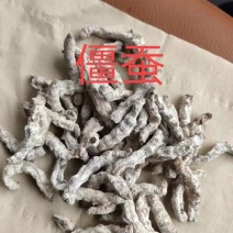 僵蚕，正品白僵蚕，麸皮炒僵蚕质量保证，经营各种中药材